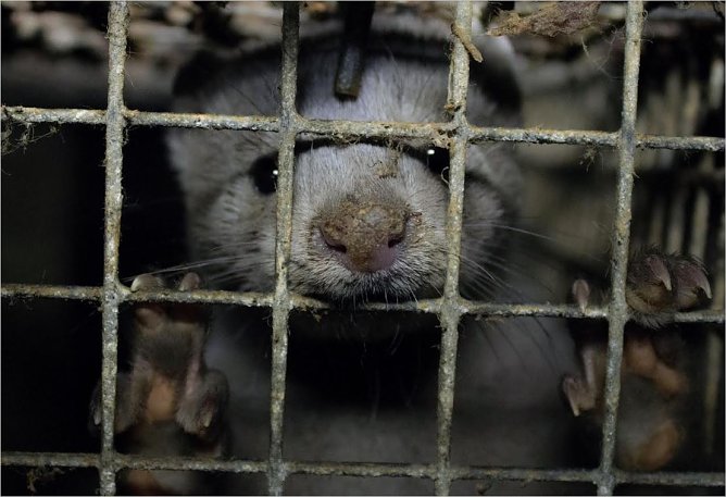 Nerz auf einer Pelztierfarm im engen Gitterkäfig (Foto: Tierschutzbund) Nerz auf einer Pelztierfarm im engen Gitterkäfig (Foto: Tierschutzbund)
