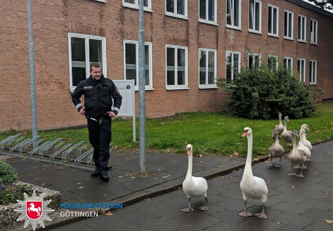 Schw&auml;ne eskortiert (Foto: Polizei G&ouml;ttingen)
