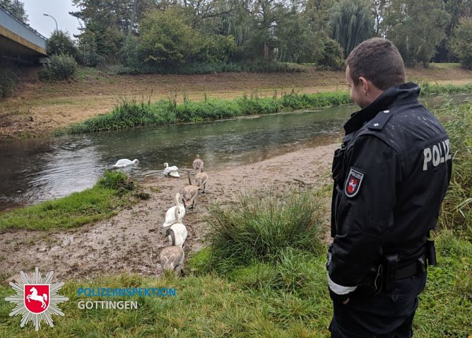 Schw&auml;ne eskortiert (Foto: Polizei G&ouml;ttingen)