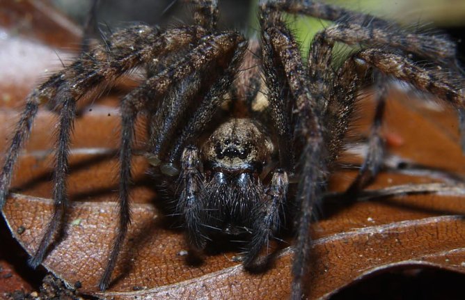 Spinne (Foto: Arne Willenberg)