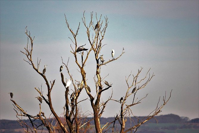 Grau- und Silberreiher auf einem Baum friedlich miteinander vereint (Foto: Manfred Hagemann) Grau- und Silberreiher auf einem Baum friedlich miteinander vereint (Foto: Manfred Hagemann)