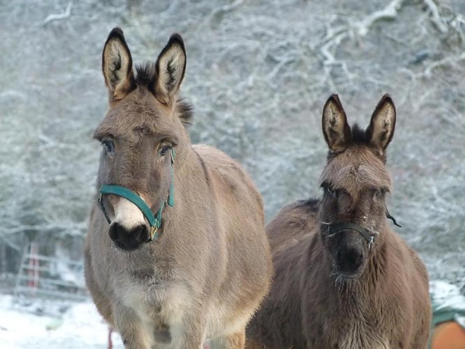 Esel (Foto: Gut herbigshagen)