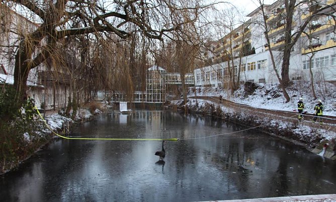 Schw&auml;ne auf Eis (Foto: Feuerwehr Heiligenstadt)