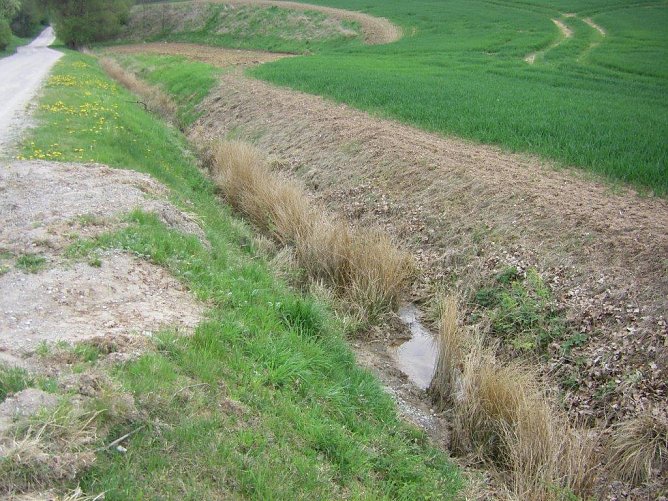 Feldrandhygiene - Leben oder Sterben? (Foto: Wilhelm Roth)