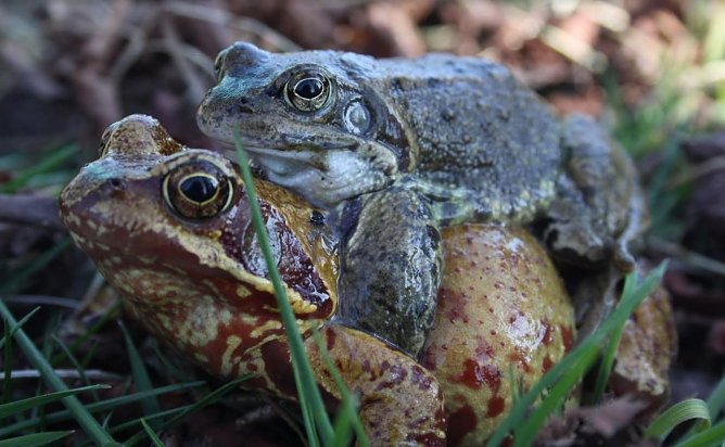 Grasfr&ouml;sche (Foto: Arne Willenberg)