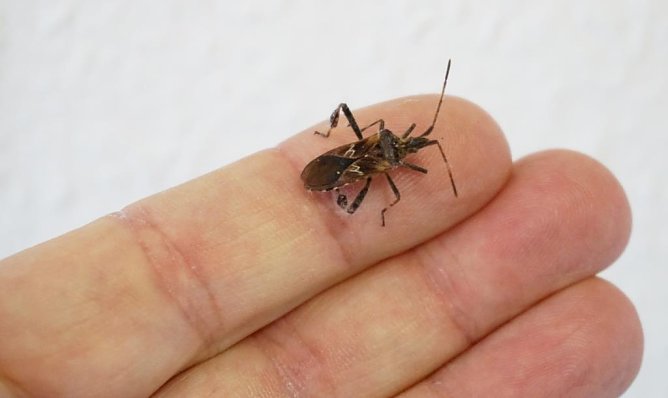 Zapfenwanze (Foto: Dr. Horst Spro&szlig;mann)