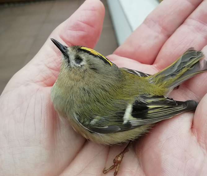 Den Fr&uuml;hling auf der Hand (Foto: Wolfgang J&ouml;rgens)