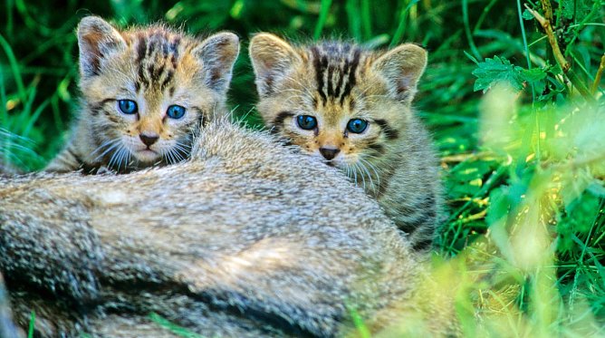 Junge Wildkatzen (Foto: Thomas Stephan)