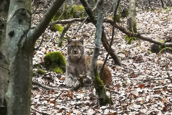 Der erste Th&uuml;ringer Luchs soll einem Namen bekommen (Foto: Kai Illert/NABU)