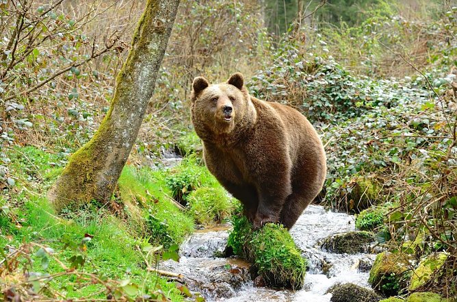 Jurka, Brunos Mutter (Foto: Stiftung f&uuml;r B&auml;ren)