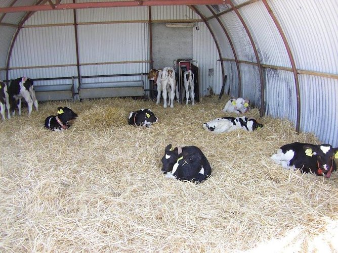 K&uuml;he (Foto: Wilhelm Roth)