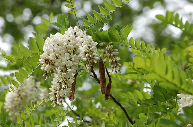Robinie ist Baum des Jahres 2020 (Foto: Andreas Knoll) Robinie ist Baum des Jahres 2020 (Foto: Andreas Knoll)