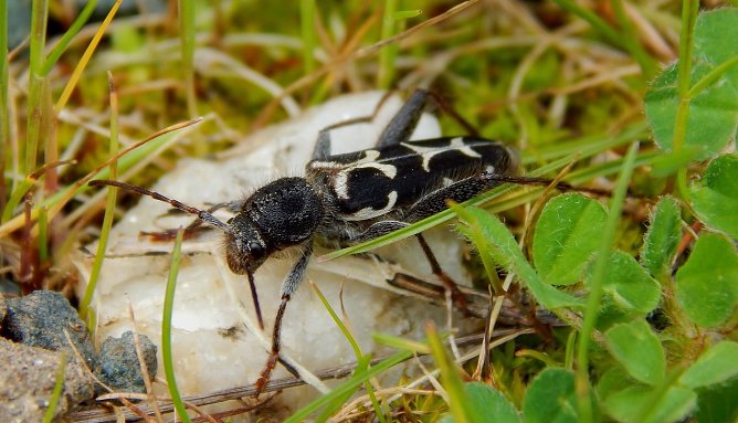 Borkenk&auml;fer (Foto: JillianeR)