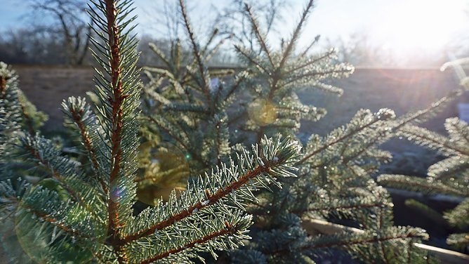 ThüringenForst gibt Entwarnung: (Foto: Daniela Tröger) ThüringenForst gibt Entwarnung: (Foto: Daniela Tröger)