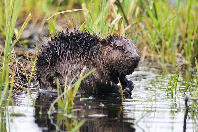 NABU Th&uuml;ringen bildet weitere Biberberater aus (Foto: NABU Th&uuml;ringen, P. W&auml;chterh&auml;user, Naturlichter.de)