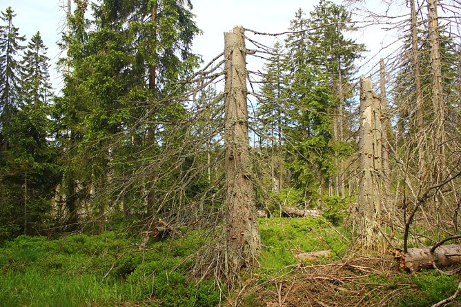 Waldwildnis im Nationalpark Harz (Foto: Oliver Kox) Waldwildnis im Nationalpark Harz (Foto: Oliver Kox)