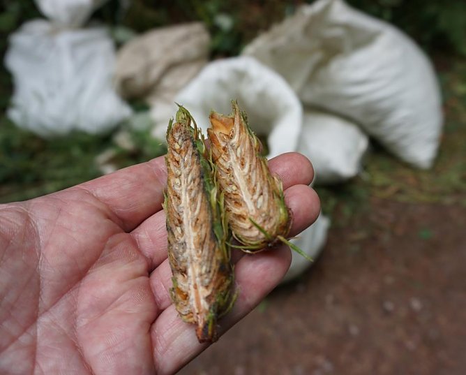Durchwachsene Saatguternte in Th&uuml;ringens W&auml;ldern (Foto: Th&uuml;ringenForst)