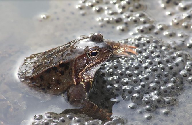 Ein Grasfrosch mit Laichballen (Foto: Arne Willenberg)