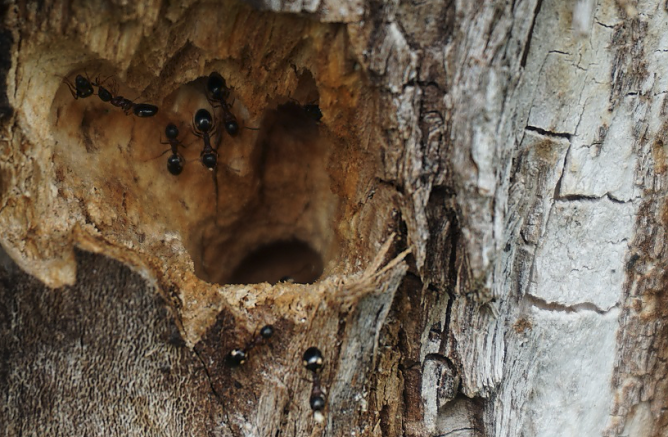 Waldameisen transportieren Holzteilchen, die ein mehrfaches ihres K&ouml;rpergewichts ausmachen, f&uuml;r den nahegelegenen Nestbau ab (Foto: Daniela Tr&ouml;ger)