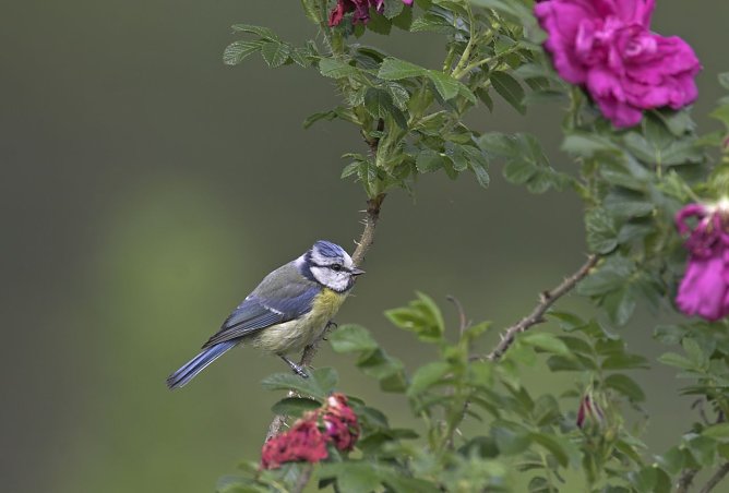 Blaumeise (Foto: NABU/Frank Hecker)