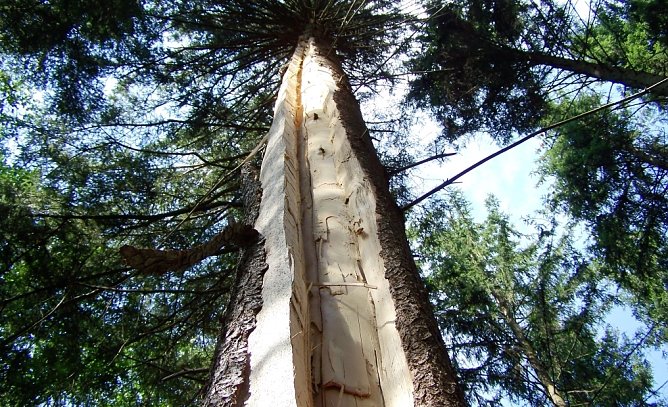 Blitzschlag im Wald (Foto: Th&uuml;ringenForst)
