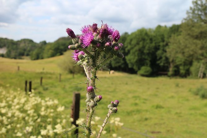 Wetterbild (Foto: agl)