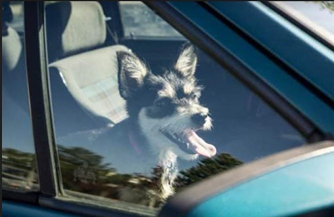 Hund im Auto (Foto: Tierschutzbund)
