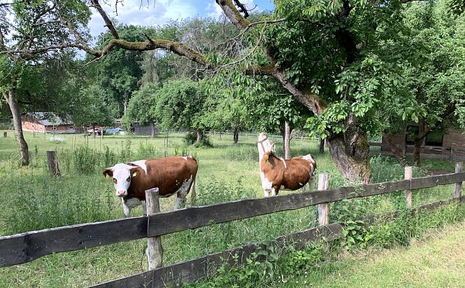 Harzrigi (Foto: oas)