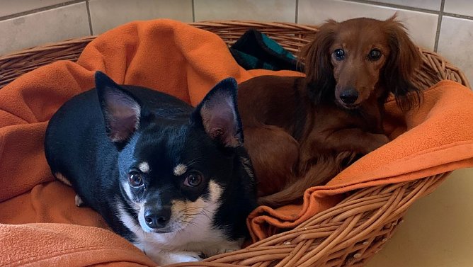Trixi und Jumbo suchen ein neues Zuhause (Foto: Karin Ziegler)