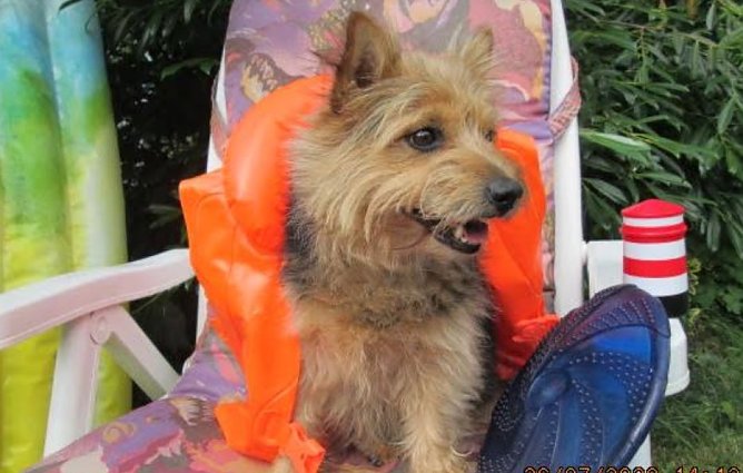 HUnd im Urlaub (Foto: Karin Ziegler)