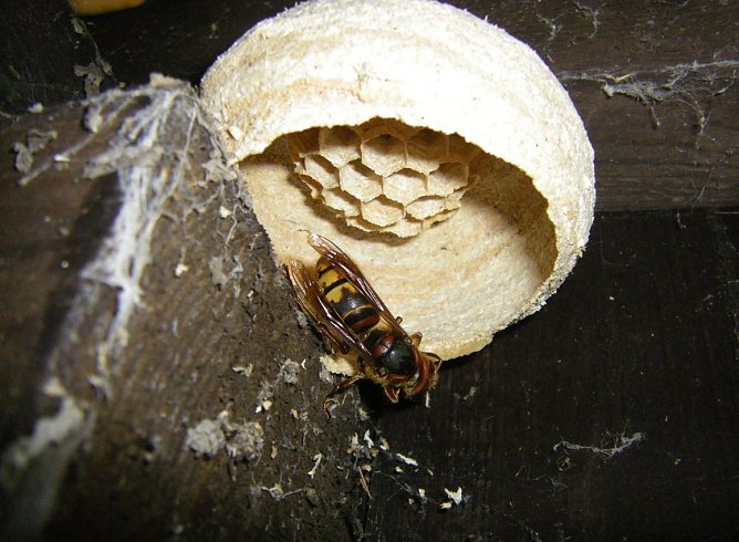 Wabenkugel mit Hornisse (Foto: Wilhelm Roth)