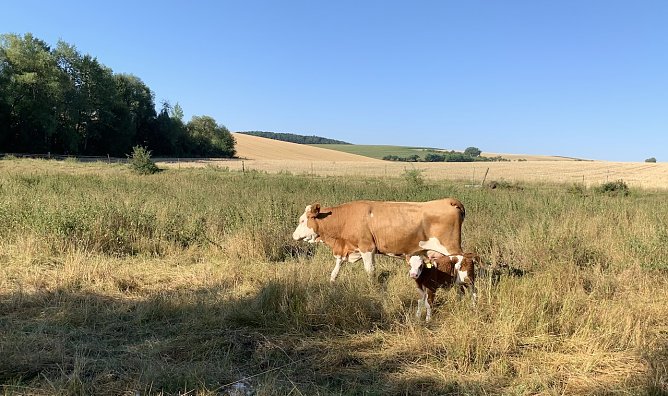 Wiese bei Nordhausen/Salza (Foto: oas) Wiese bei Nordhausen/Salza (Foto: oas)