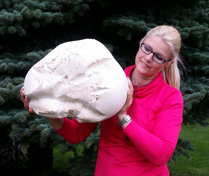 Riesenbovist mit 9 ½ Pfund – mitten im Ort (Foto: Anja Kolbe-Nelde) Riesenbovist mit 9 ½ Pfund – mitten im Ort (Foto: Anja Kolbe-Nelde)