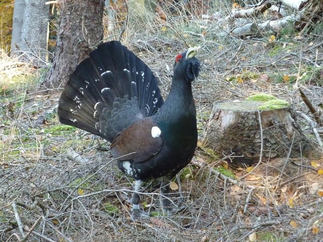 Kann der Auerhahn in Thüringen wieder heimische werden? (Foto: Sebastian Hey) Kann der Auerhahn in Thüringen wieder heimische werden? (Foto: Sebastian Hey)