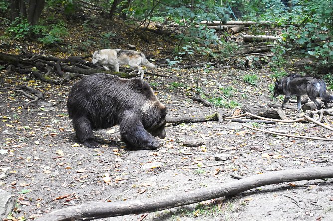 Ronja, Raik und Baerin Laura (Foto: Alternativer B&auml;renpark Worbis)