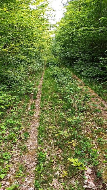 zugewachsener Kolonnenweg (Foto: Stiftung Naturschutz Th&uuml;ringen )