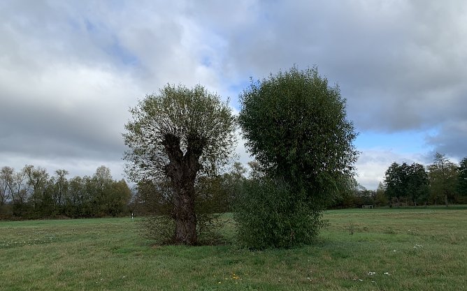 Kopfweiden an der Staumauer in Kelbra (Foto: oas) Kopfweiden an der Staumauer in Kelbra (Foto: oas)
