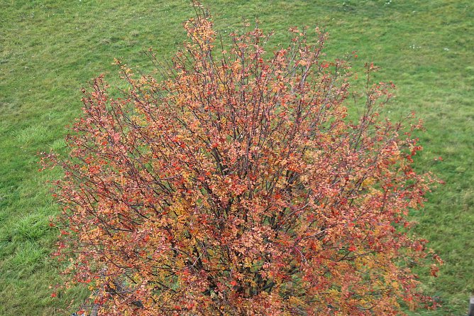 Herbstf&auml;rbung (Foto: oas)
