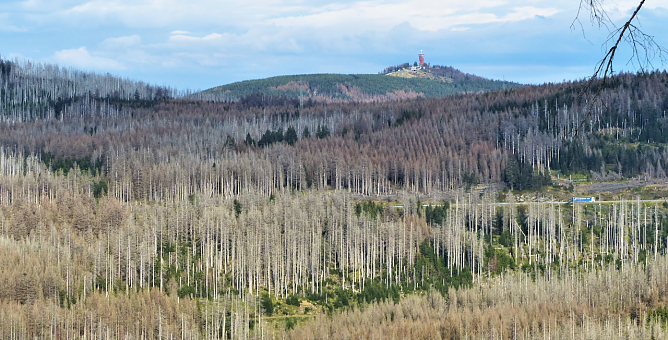 Waldsterben im Harz (Foto: Rainer K&ouml;psell )