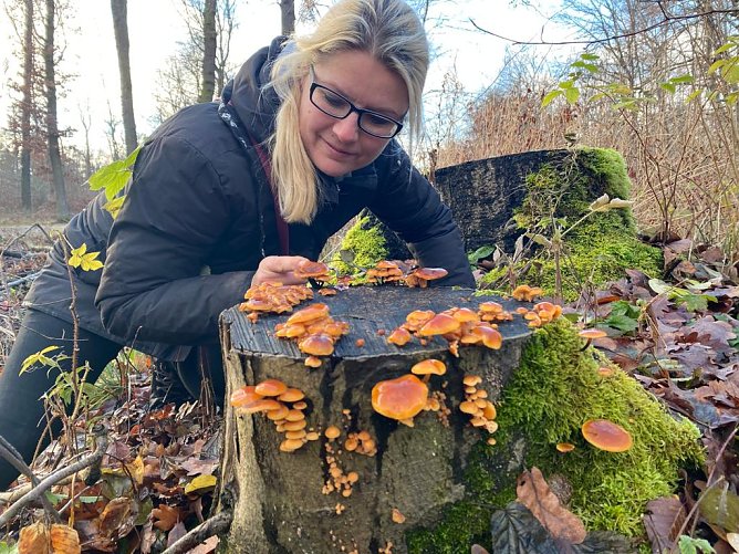 Auch im Winter sind Pilze zu finden (Foto: Dieter Honstraß) Auch im Winter sind Pilze zu finden (Foto: Dieter Honstraß)