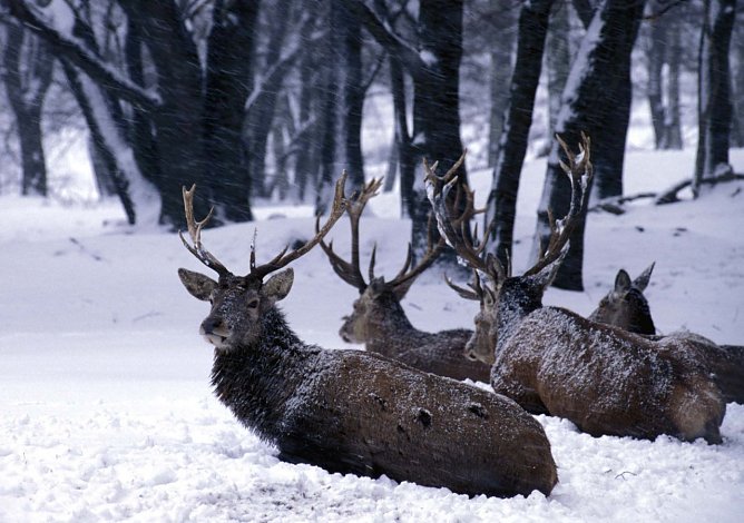 Die Tiere haben es im Winter besonders schwer – Rücksicht ist geboten (Foto: Armin Maywald) Die Tiere haben es im Winter besonders schwer – Rücksicht ist geboten (Foto: Armin Maywald)