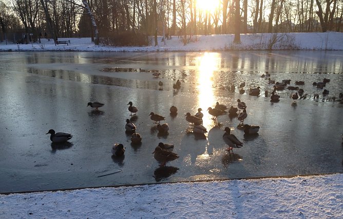 Ententeich in Nordhausen (Foto: oas) Ententeich in Nordhausen (Foto: oas)