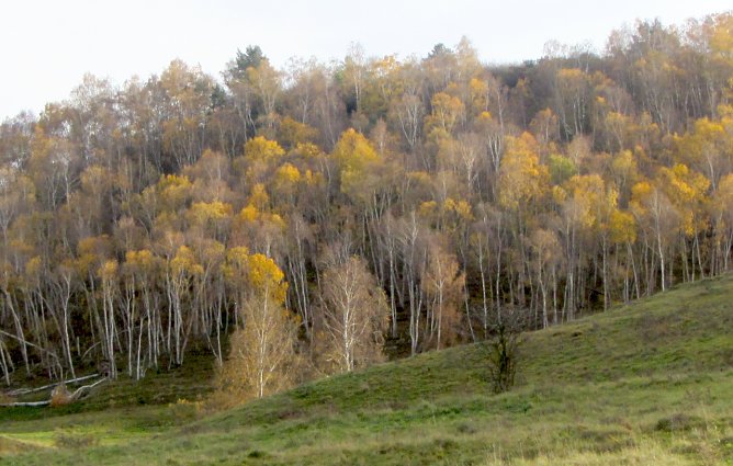 Die thüringer Wälder sind in schlechtem Zustand (Foto: nnz-Archiv) Die thüringer Wälder sind in schlechtem Zustand (Foto: nnz-Archiv)