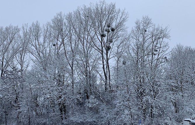 Winter in Nordhausen (Foto: oas) Winter in Nordhausen (Foto: oas)