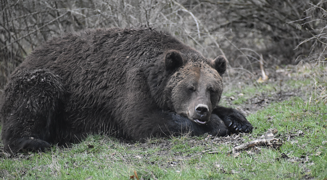 Bär Pedro kann man trotz frischer Luft immer noch nicht besuchen (Foto: Bärenpark Worbis) Bär Pedro kann man trotz frischer Luft immer noch nicht besuchen (Foto: Bärenpark Worbis)