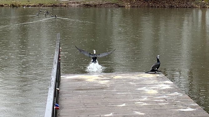 Kormorane im Nordhäuser Stadtpark (Foto: oas) Kormorane im Nordhäuser Stadtpark (Foto: oas)