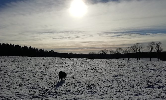 Feld mit Hund bei Sophienhof (Foto: W.J&ouml;rgens)