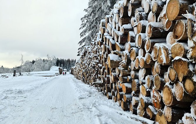 So sah es im Winter in den S&uuml;dharzer W&auml;ldern aus (Foto: nnz)