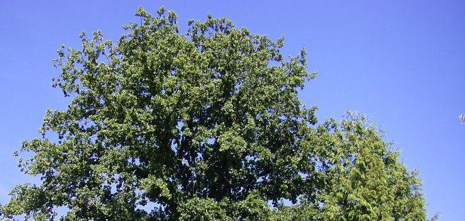 Besonders im Sommer beeindruckt die Eiche mit ihrem imposanten Bl&auml;tterdach. (Foto: Wilhelm Roth)
