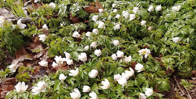 Der Fr&uuml;hling zeigt sich inzwischen auch in den Hochlagen des Harzes (Foto: W.J&ouml;rgens)